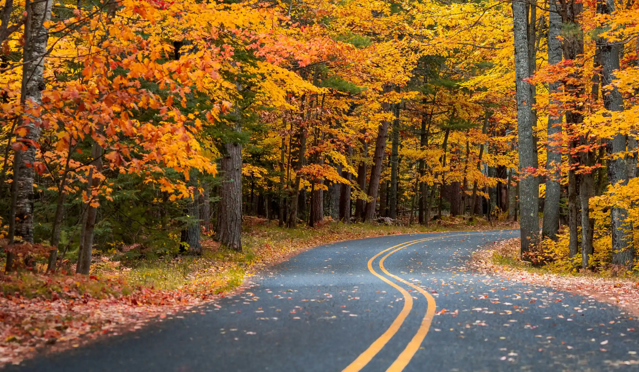 north georgia mountain drive fall leaves colors