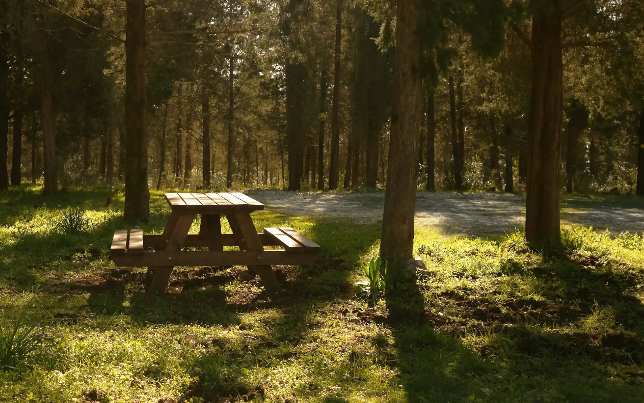 stone mountain ga picnic woods